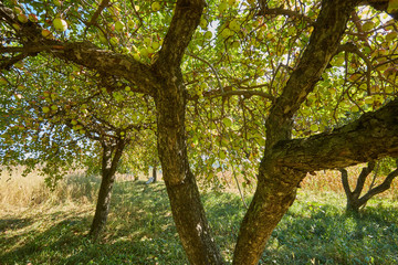 Apple trees ready to harvest