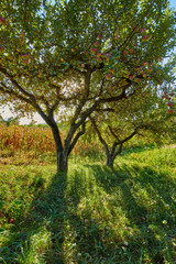Apple trees ready to harvest