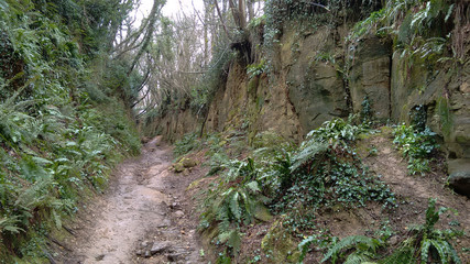 Hohlweg Schlucht in England Cornwall 