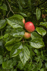 Red apples hanging on a branch