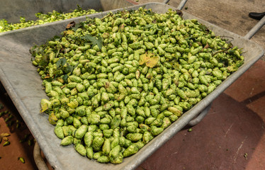 Proven, Flanders, Belgium - September 15, 2018: closeup of gray wheelbarrow full of freshly harvested green hops cones. 
