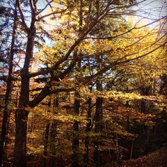 Fall foliage in Maine, USA