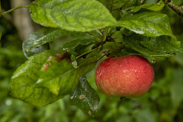 Red apple hanging on a branch