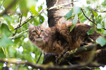 climbing cat