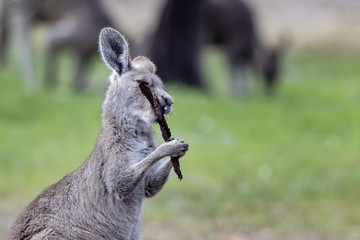 Eastern Grey Kangaroo chewing on tree bark