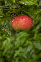 Red apple hanging on a branch