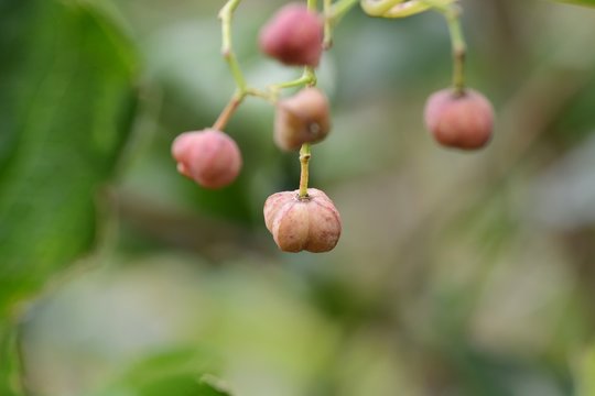 Spindle tree fruits
