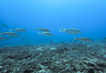 Background Blue Underwater in Ocean with School of Yellow Striped Fish with Copy Space