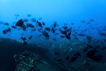 Fototapeta na wymiar Large School of Black Fish in Silhouette Underwater in Blue Ocean
