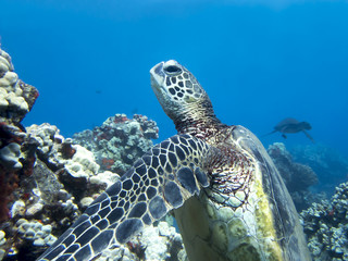 Close up Profile Eyes and Face Sea Turtle Underwater with Reef