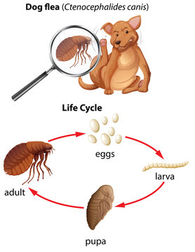 A life cycle of dog flea