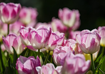 Obraz na płótnie Canvas Tulips in the Spring sunlight
