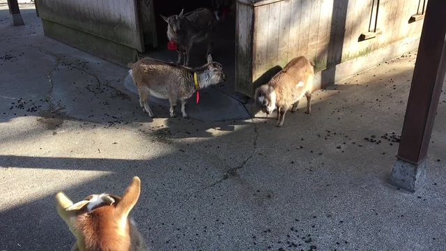 Goat in zoo