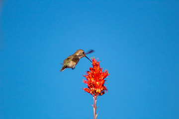 A hummingbird feeding on red ocotillo flowers against a blue sky background. Tucson, Arizona. Spring of 2018.