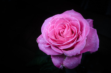 Pink rose with drops of dew on black background.