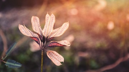 Grass flowers blossoming in the garden
