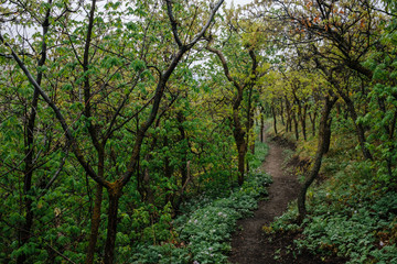 Fototapeta na wymiar Trail Going Through a Scrub Oak Forest in Utah