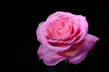Pink rose with drops of dew on black background.