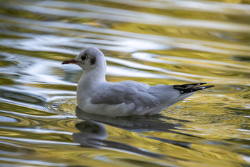 Black-headed gull (Chroicocephalus ridibundus)