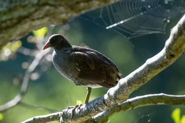 Common moorhen (Gallinula chloropus)
