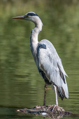 Grey Heron (Ardea cinerea)