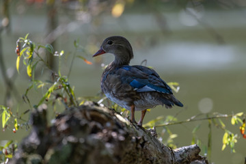 Mandarin duck female (Aix galericulata)