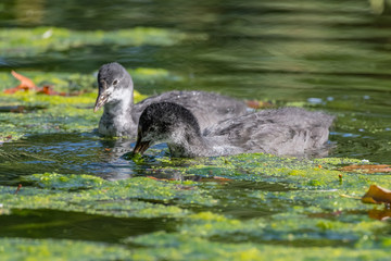 Young Eurasian coot (Fulica atra)