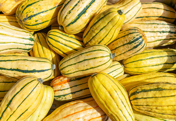 Pile of Delicata Squash