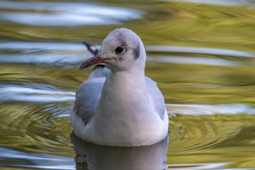 Black-headed gull (Chroicocephalus ridibundus)