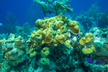 Naklejka na ściany i meble Coral reef with exotic fish in the Caribbean