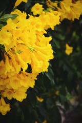 Yellow flowers blossoming in the garden