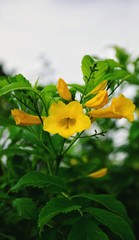 Yellow flowers blossoming in the garden