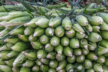 A stack of corn with their green shucks are on a table at a farmers market. The stem end of the corn is facing toward the viewer. The stack nearly fills the frame of the picture.