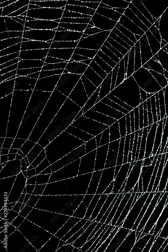 Wall mural real frost covered spider web isolated on black