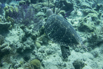 Underwater turtle swimming above the coral reef in the Caribbean