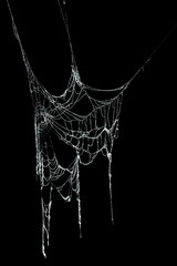 Fototapeta premium Real frost covered spider web isolated on black