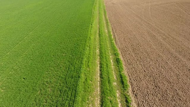 A field of young corn. Corn sprouts. A field in spring with growing green corn