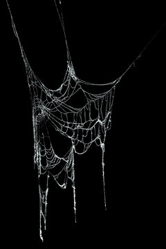 Real Frost Covered Spider Web Isolated On Black