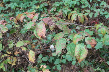 decaying leaves