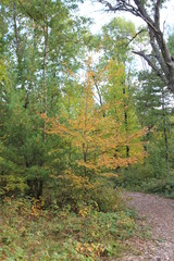 yellow tree along forest path