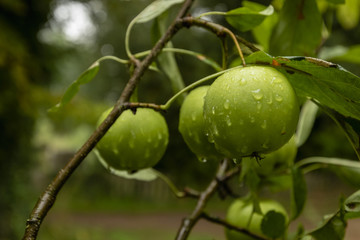 Green apples on a branch with water drops