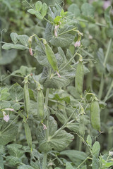 Peas in pods, vegetable patch, Pisum sativum L. convar, Bavaria, Germany, Europe