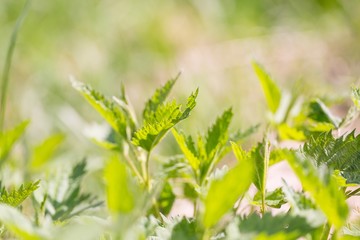Close up of leaves of green wild nettle