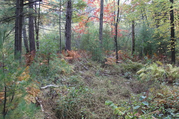 forest thicket