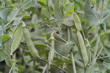Peas in pods, vegetable patch, Pisum sativum L. convar, Bavaria, Germany, Europe
