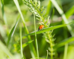 Ladybird walking on green plant in spring day