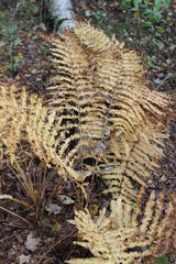 dying fern fronds