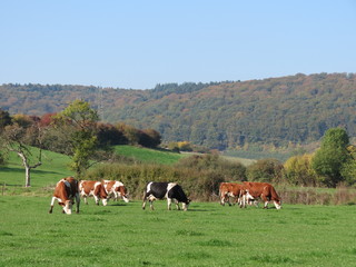 Fototapeta na wymiar Cows grazing in green pasture in autumn
