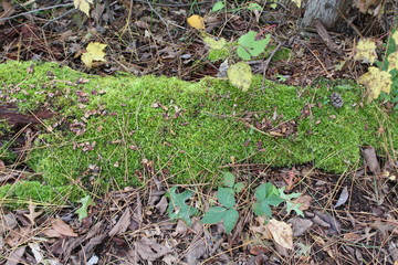 moss covered log