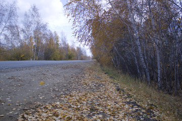 road in the forest